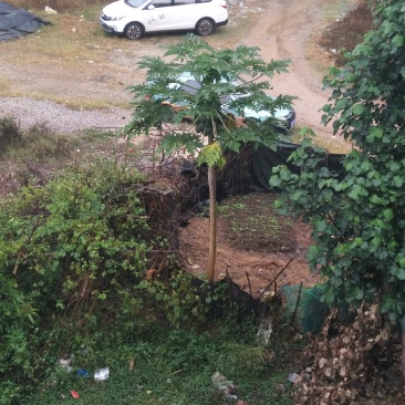 木瓜树苗