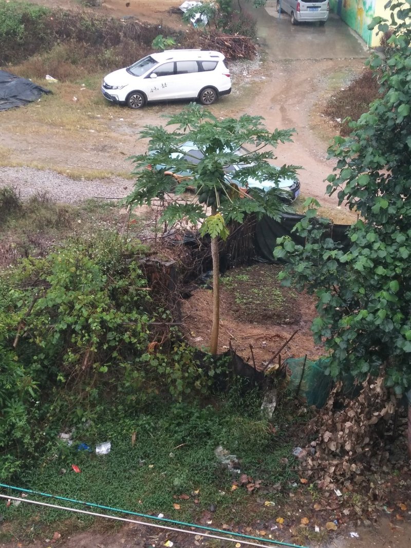 木瓜树苗