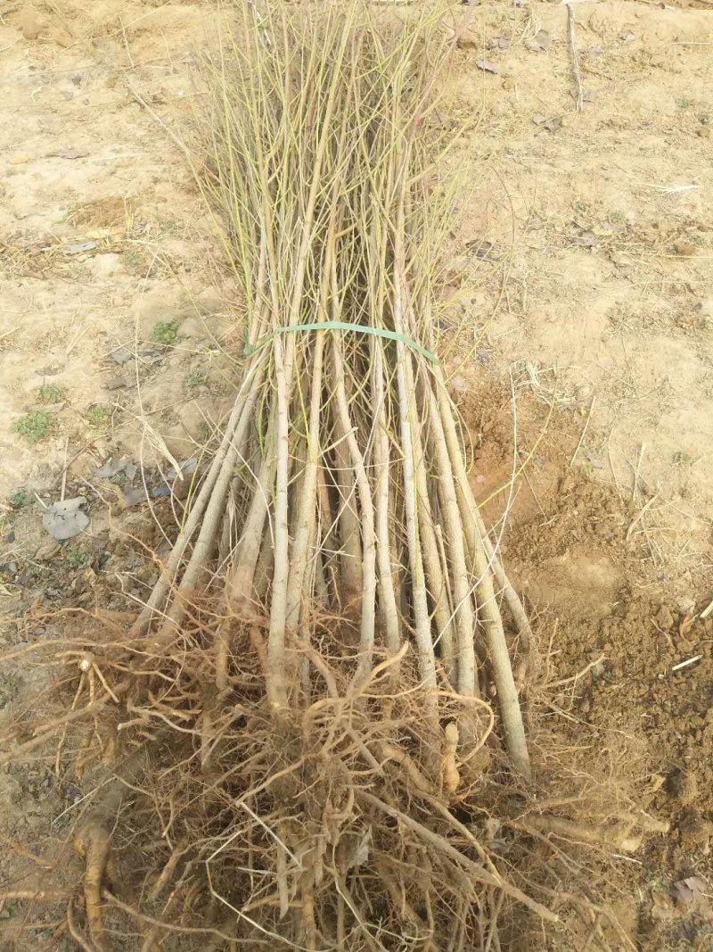 萍果苗