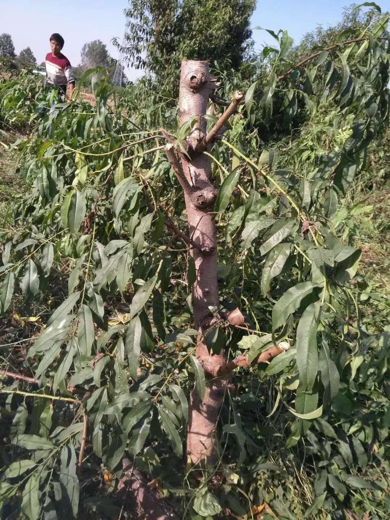 萍果苗