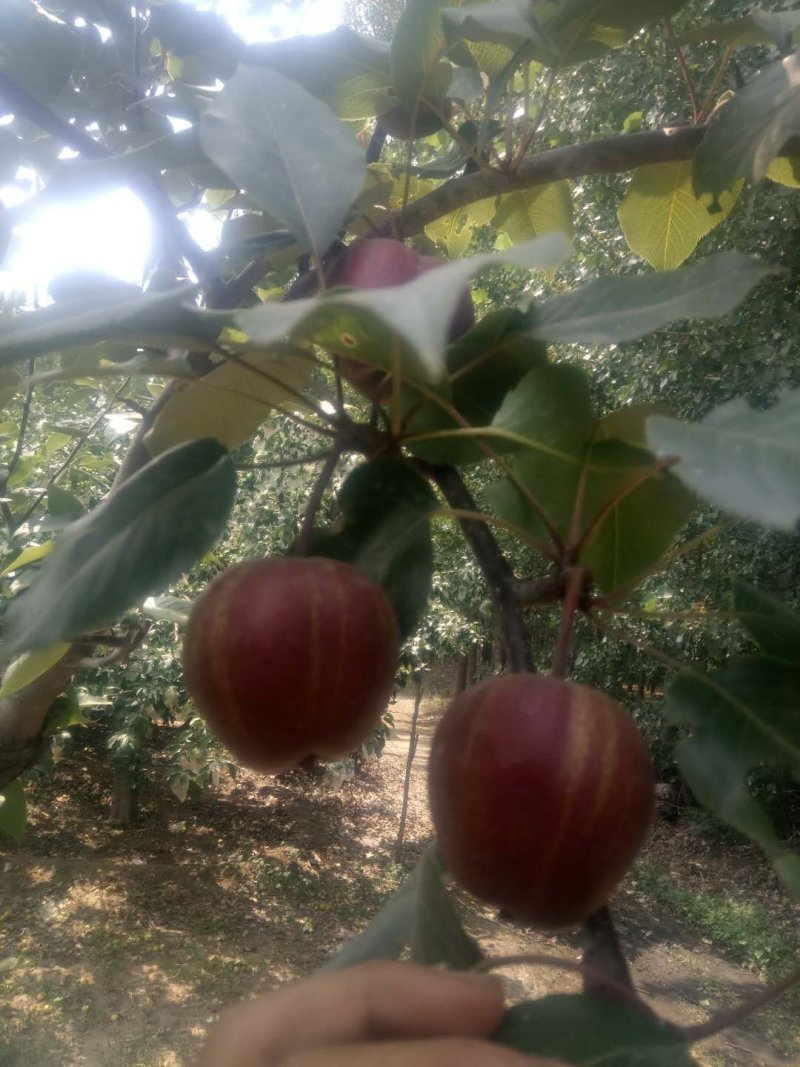 萍果苗