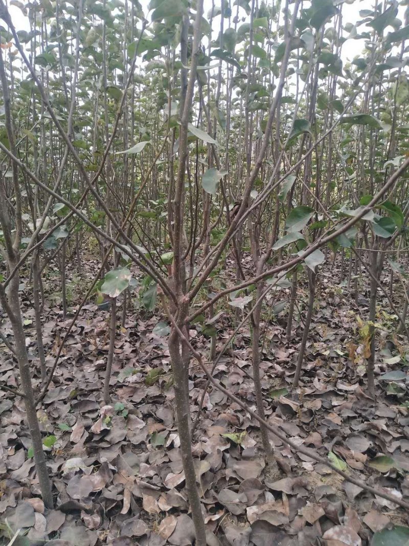 萍果苗