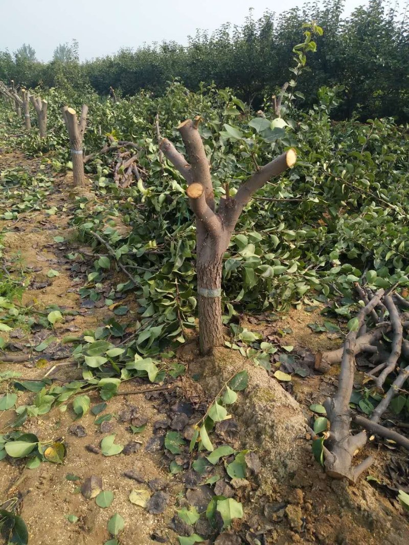 萍果苗