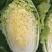 大头菜（脱水扁包菜）