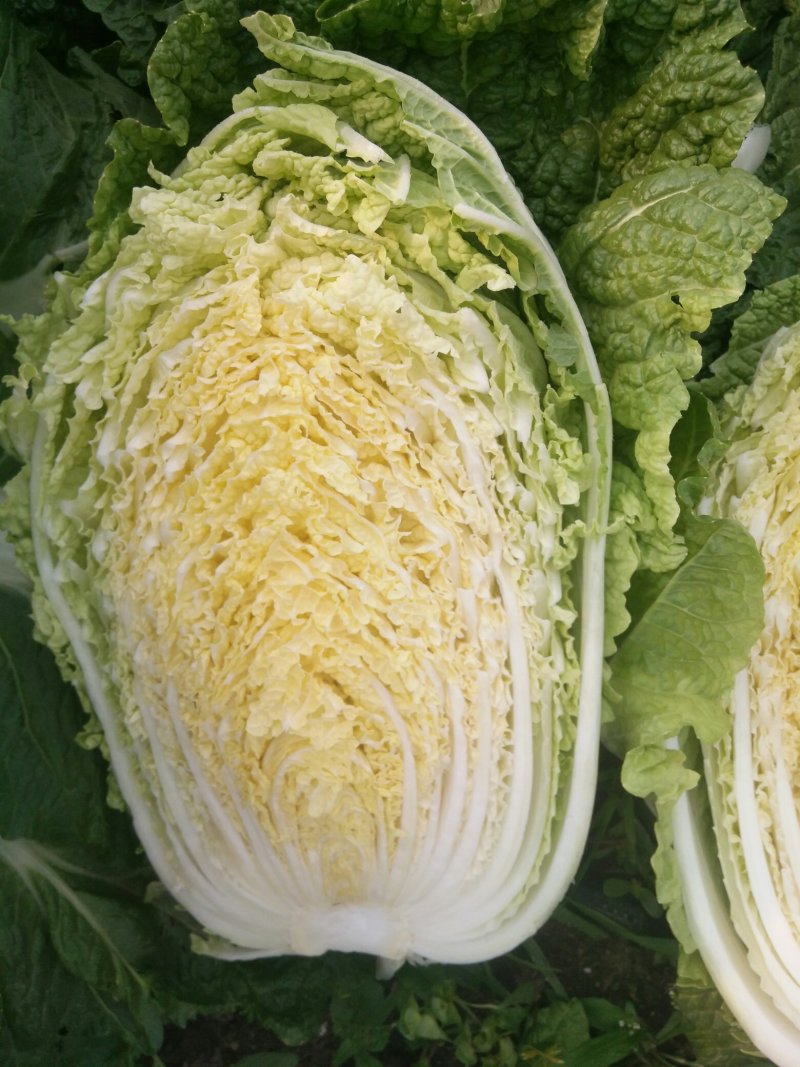 大头菜（脱水扁包菜）