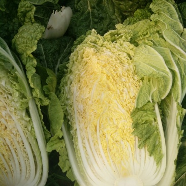 大头菜（脱水扁包菜）