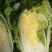 大头菜（脱水扁包菜）
