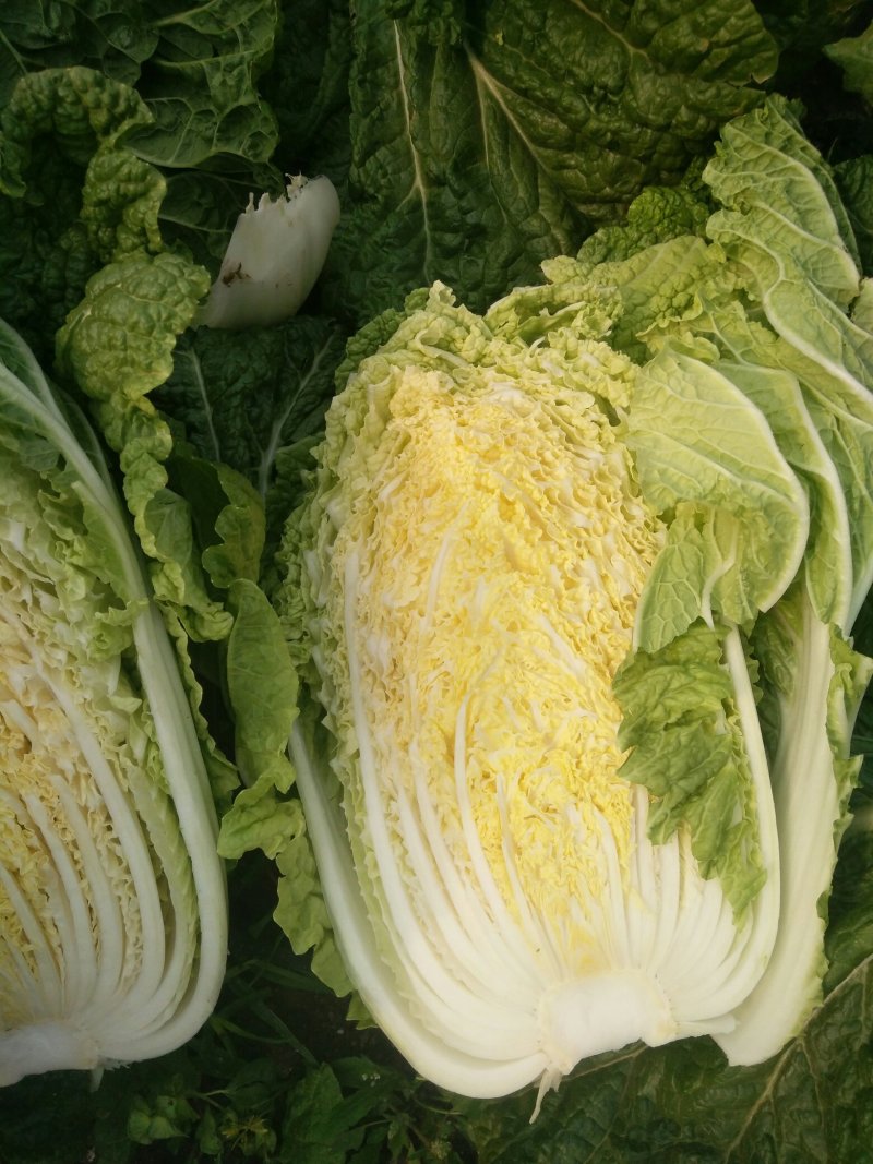 大头菜（脱水扁包菜）