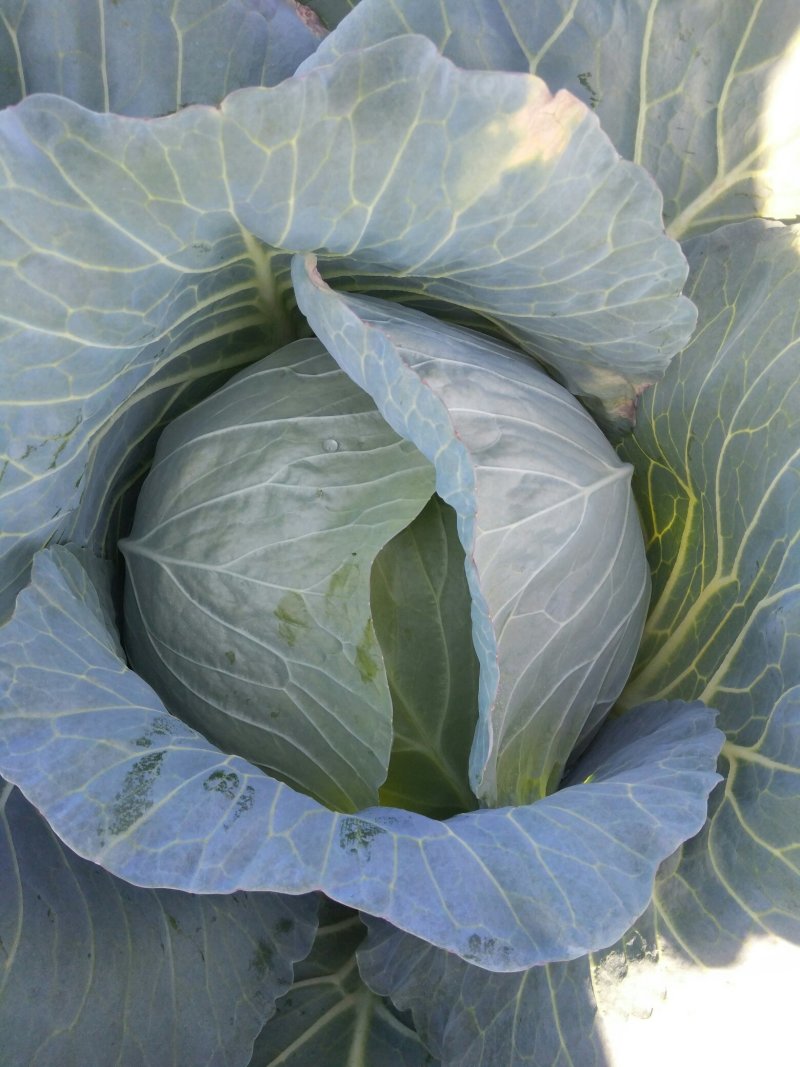 大头菜（脱水扁包菜）