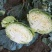 大头菜（脱水扁包菜）
