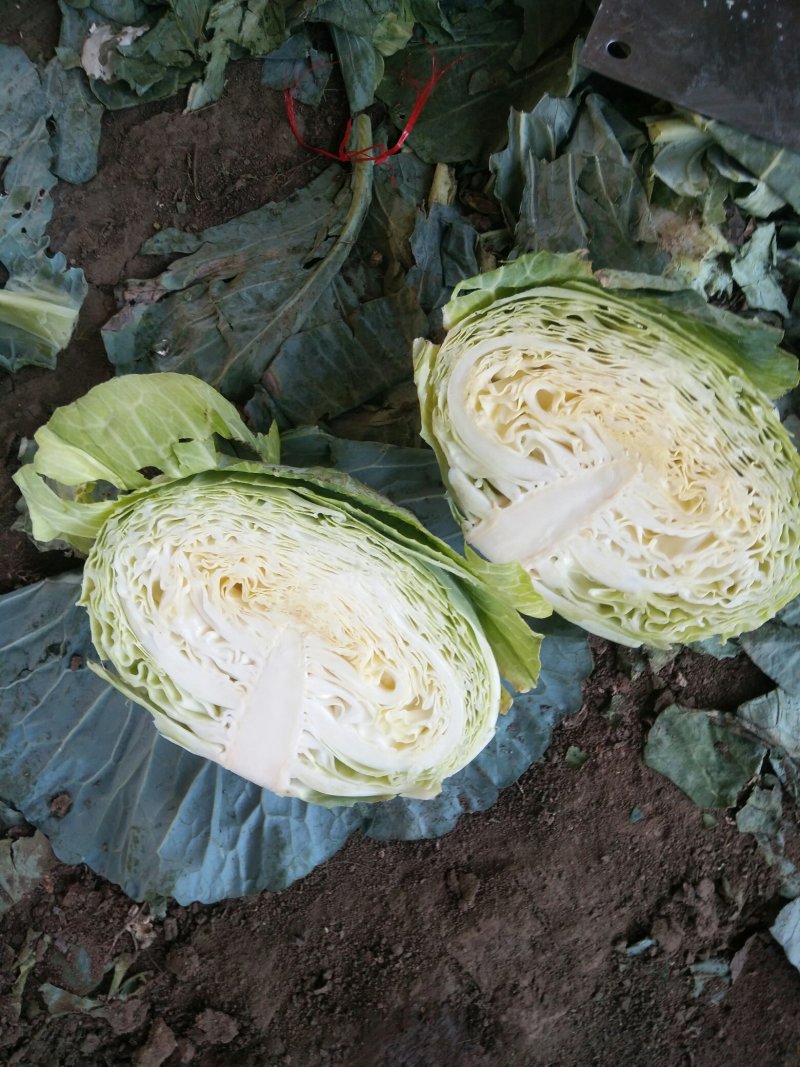 大头菜（脱水扁包菜）