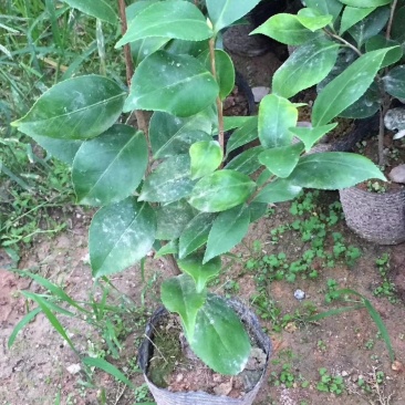 山茶花