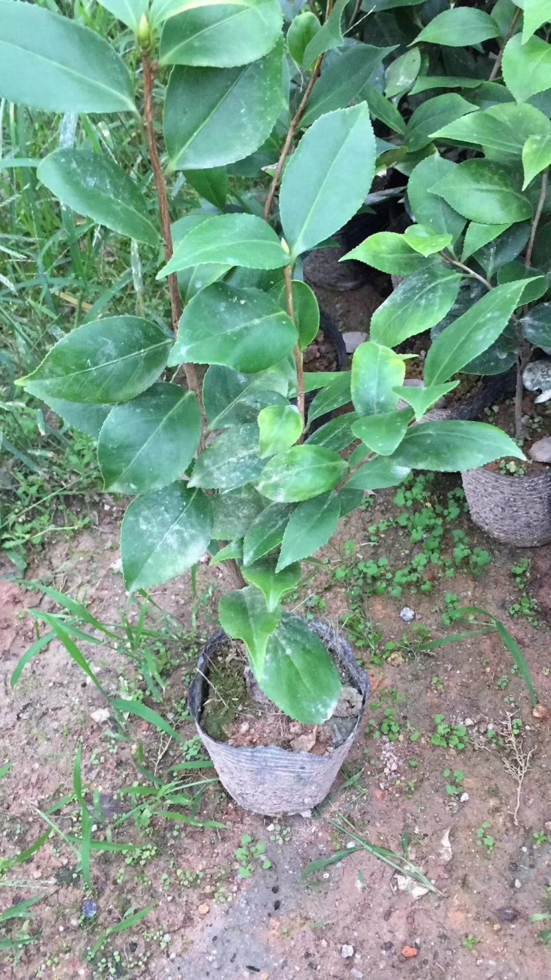 山茶花