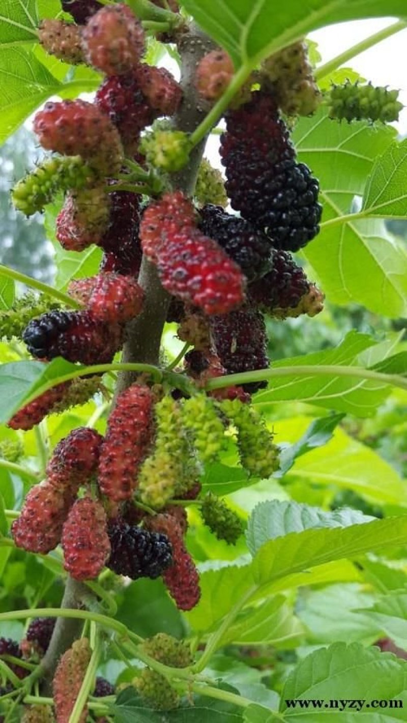 果桑树苗无籽大十桑葚树苗当年种植当年结果嫁接苗