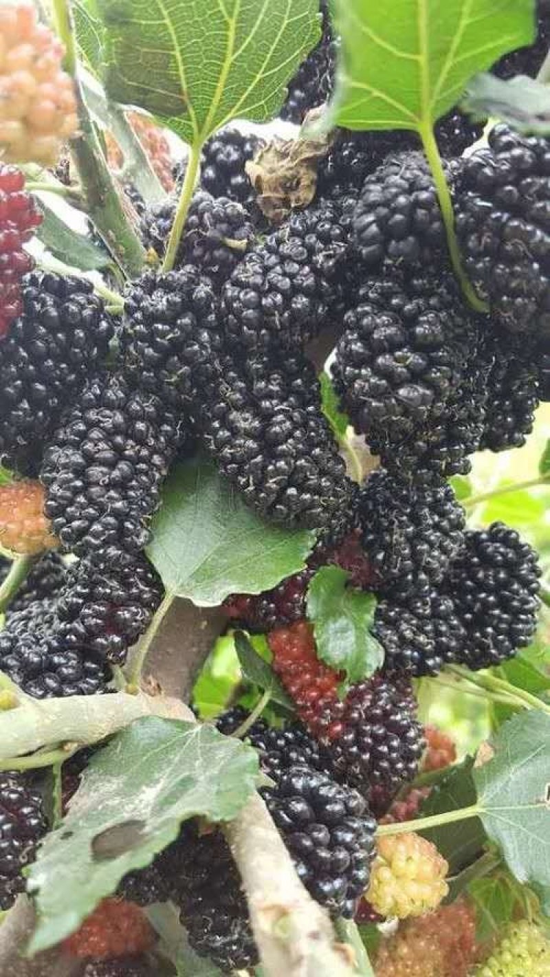 果桑树苗无籽大十桑葚树苗当年种植当年结果嫁接苗