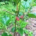 果桑树苗无籽大十桑葚树苗当年种植当年结果嫁接苗