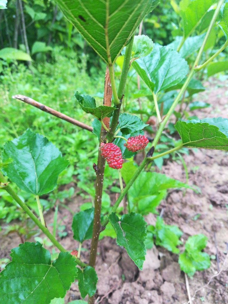 果桑树苗无籽大十桑葚树苗当年种植当年结果嫁接苗