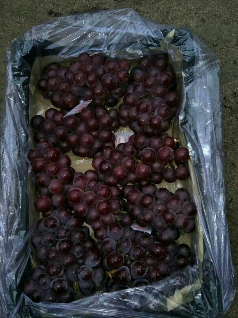 秦皇岛卢龙万亩葡萄基地巨峰葡萄大量上市需要的联系