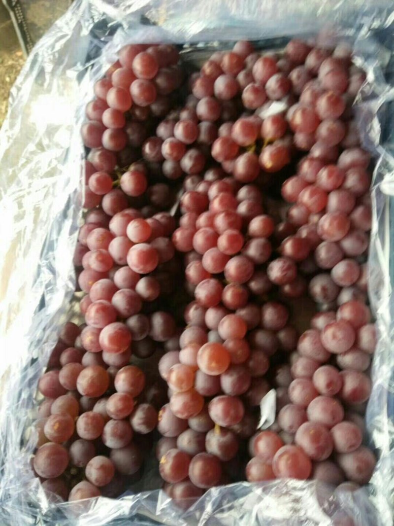 【精品】秦皇岛（红巨峰）葡萄粒大18个糖