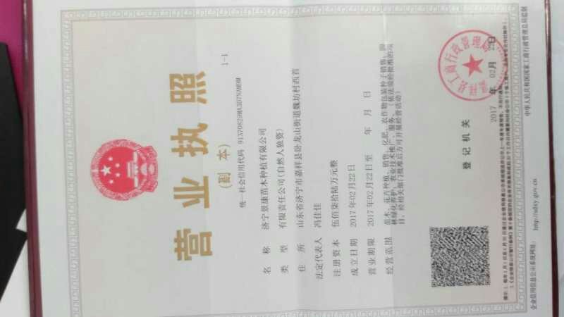 进口郁金香花色多包发芽种球大