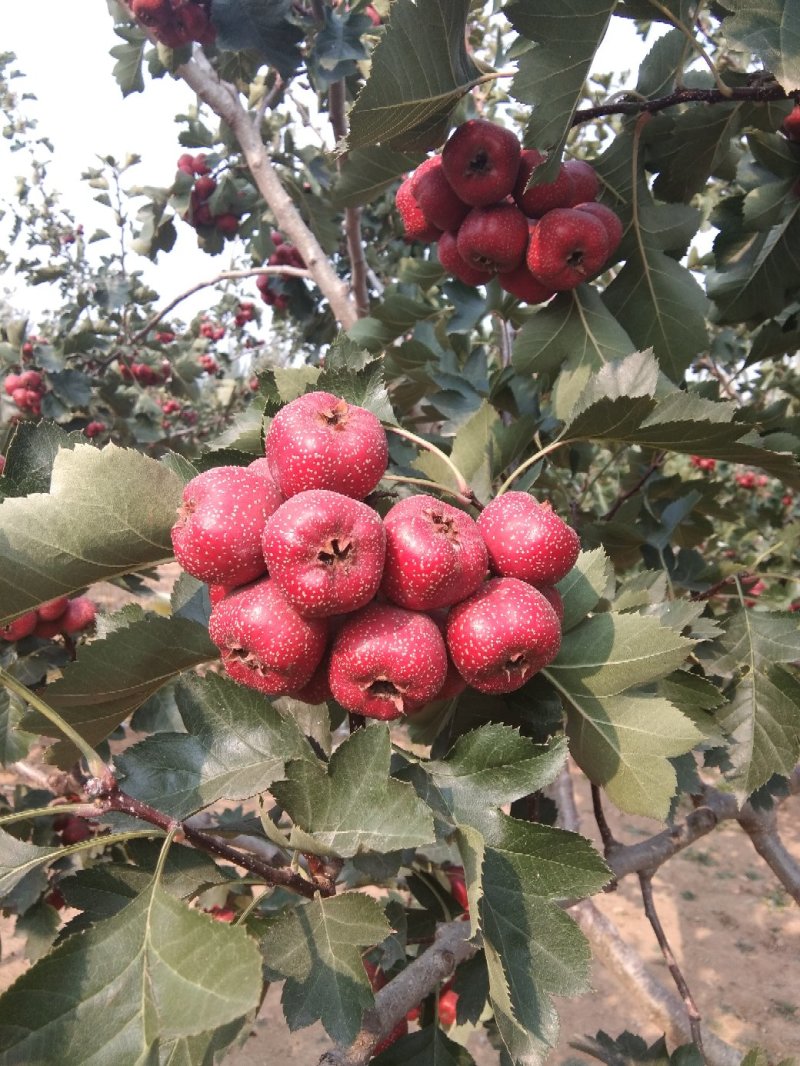 ,穿糖葫芦.做糖雪球.产地直发量大从优欢迎选购！