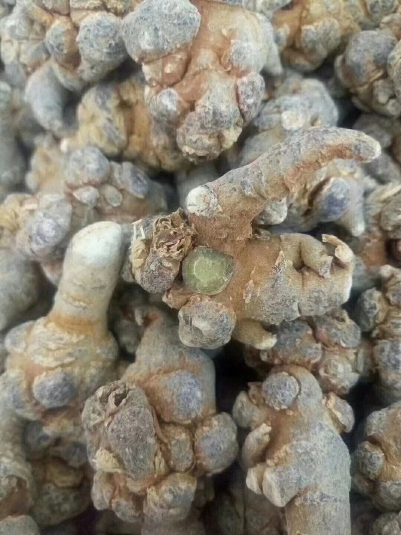 三七