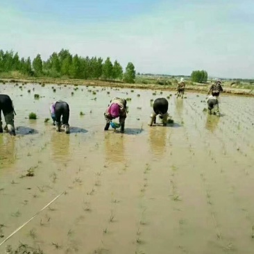 有机香米