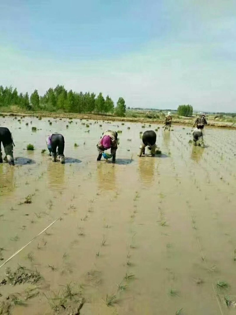 有机香米