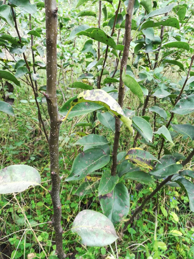 红香酥梨树苗嫁接苗，当年挂果苗现挖现发保湿包装发货