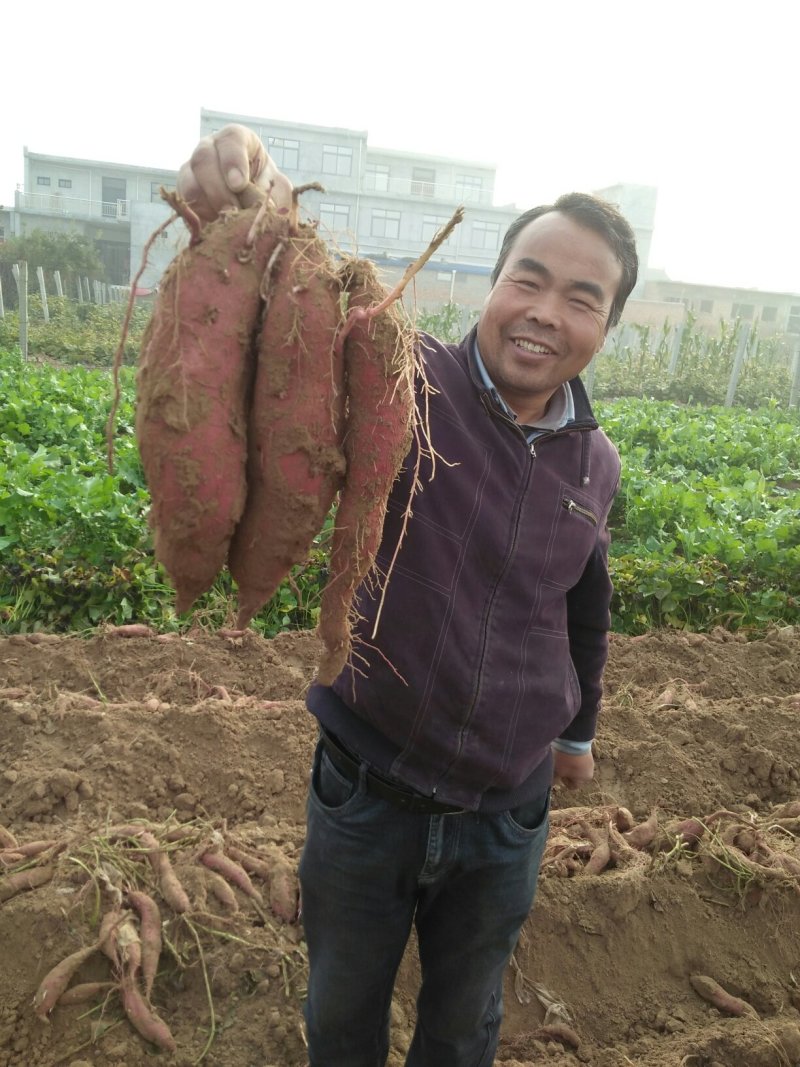 陕西秦薯5号板栗红薯干面甜无丝条形好皮色红