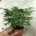 幸福树，品质保证，常年有货。