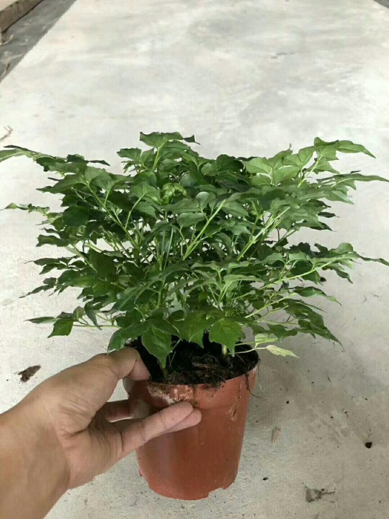 幸福树，品质保证，常年有货。