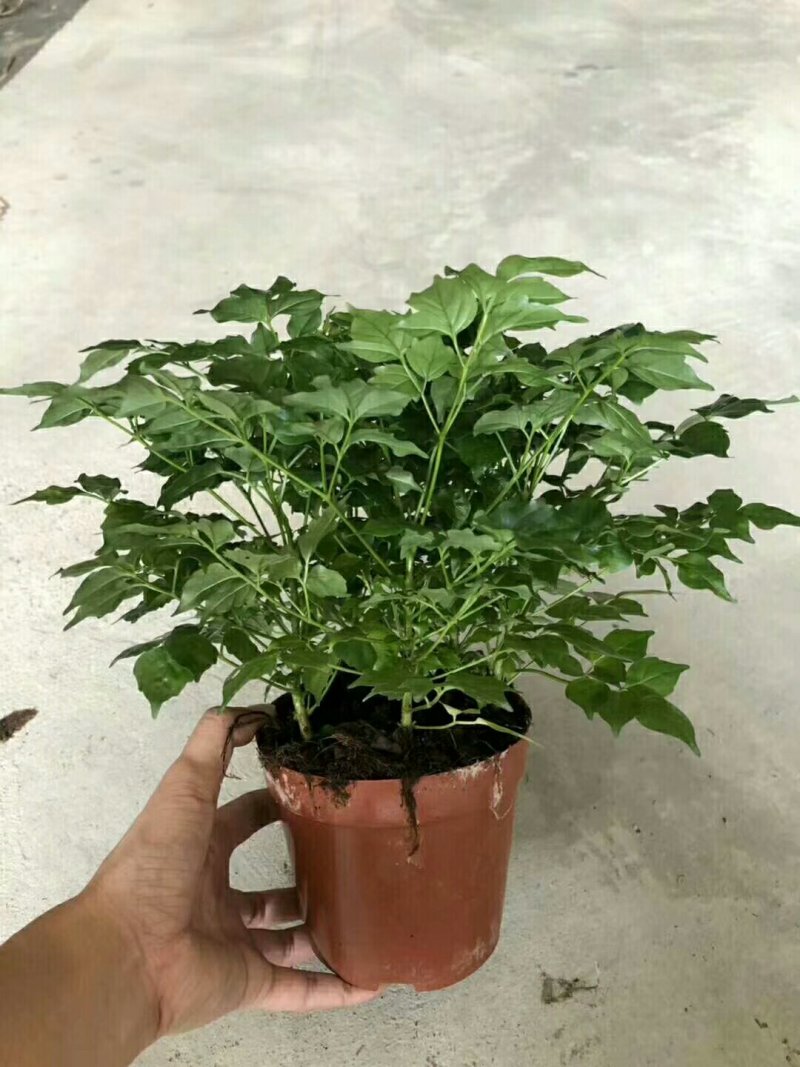 幸福树，品质保证，常年有货。