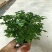 幸福树，品质保证，常年有货。
