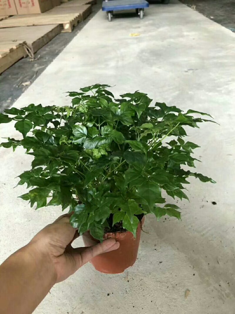幸福树，品质保证，常年有货。