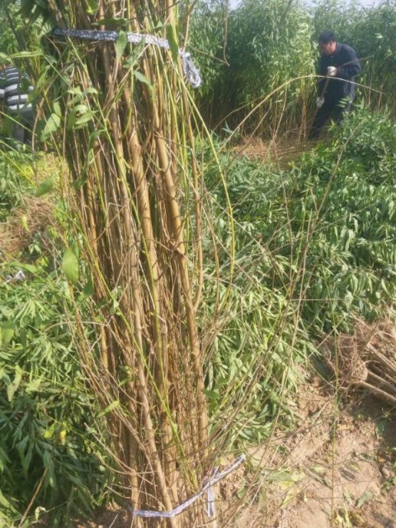 毛桃树规格：0.8以上到2公分多的通货一年生毛桃树