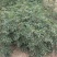 韩城南强二号花椒苗高产量少刺耐旱耐寒适应能力强