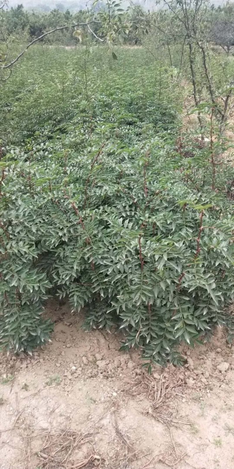 韩城南强二号花椒苗高产量少刺耐旱耐寒适应能力强