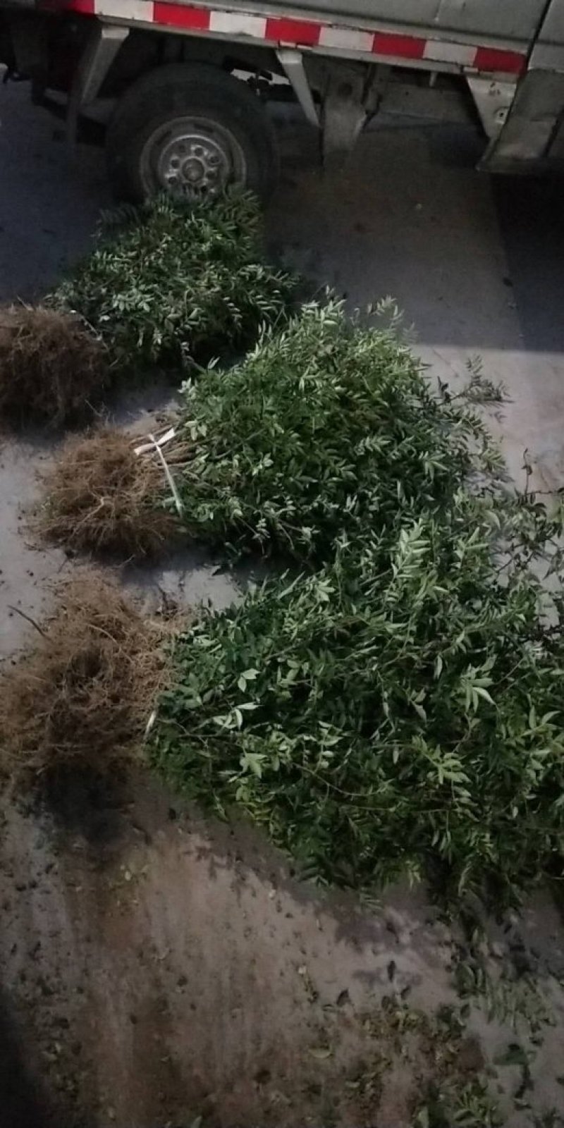 韩城南强二号花椒苗高产量少刺耐旱耐寒适应能力强