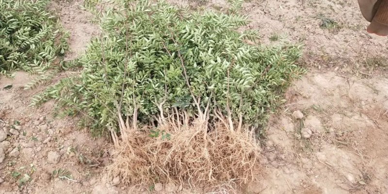 韩城南强二号花椒苗高产量少刺耐旱耐寒适应能力强