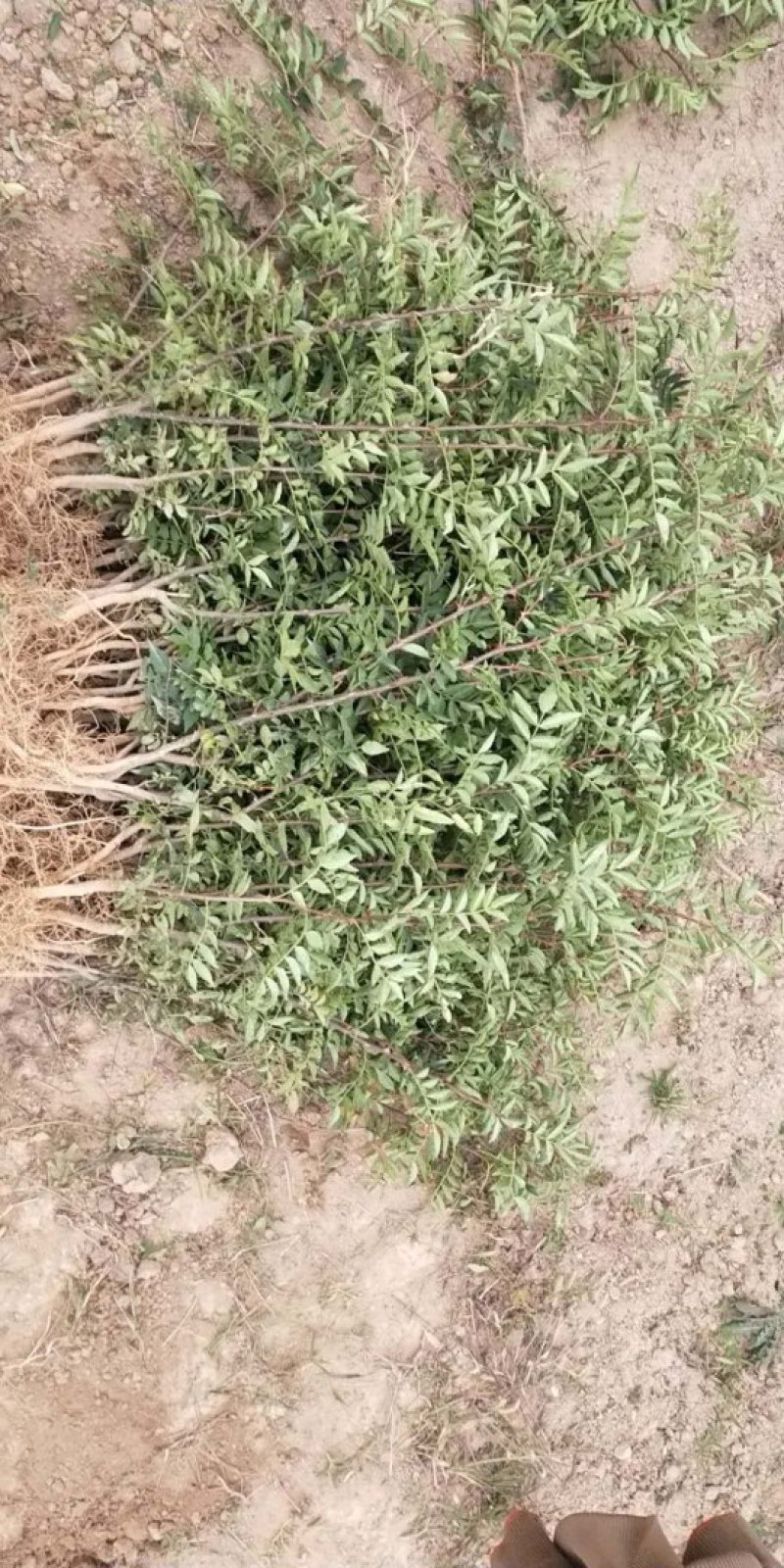 韩城南强二号花椒苗高产量少刺耐旱耐寒适应能力强