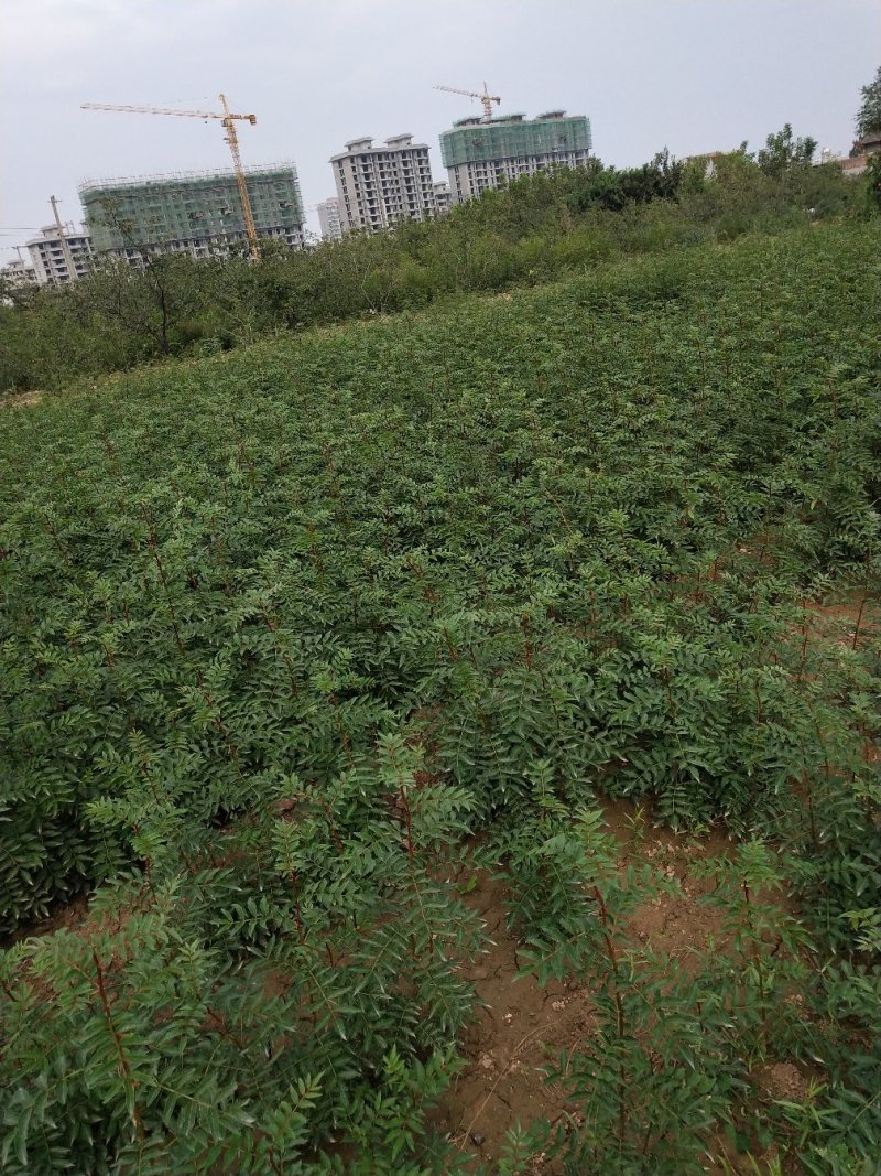 韩城南强二号花椒苗高产量少刺耐旱耐寒适应能力强