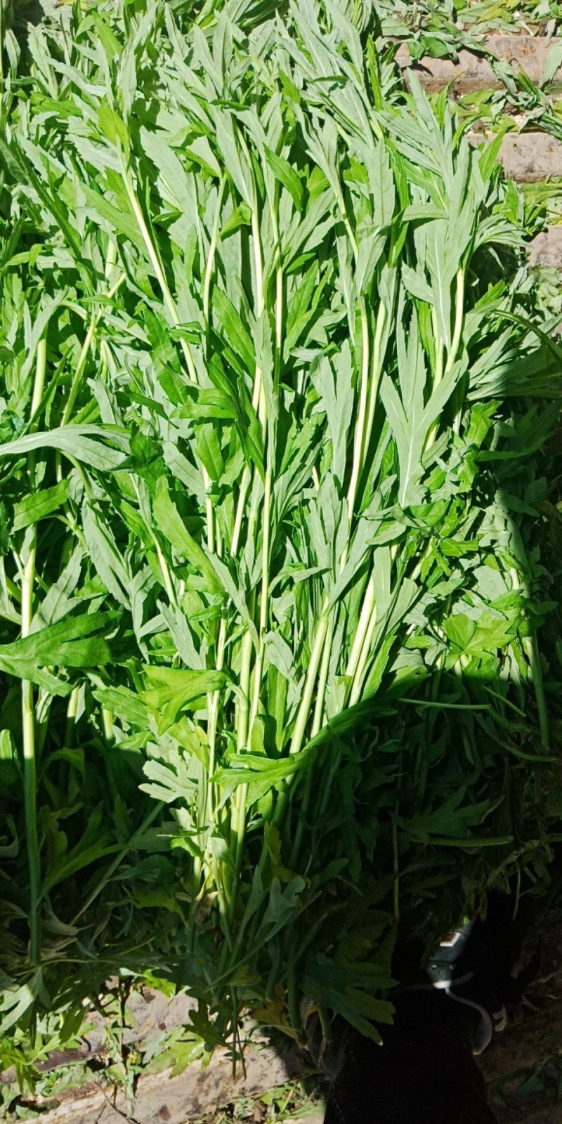 芦篙