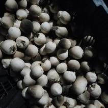鲜草菇口蘑