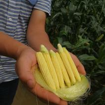 新鲜玉米笋全年有货9000亩基地供货持续稳定质量保证