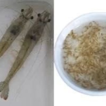 青虾.草虾苗，罗氏沼虾苗，河虾苗支持全国各地发货