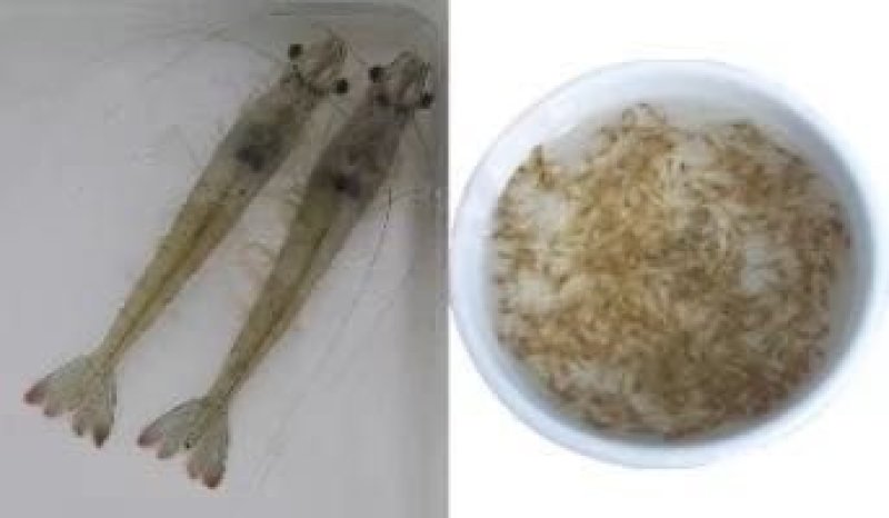 青虾.草虾苗，罗氏沼虾苗，河虾苗支持全国各地发货