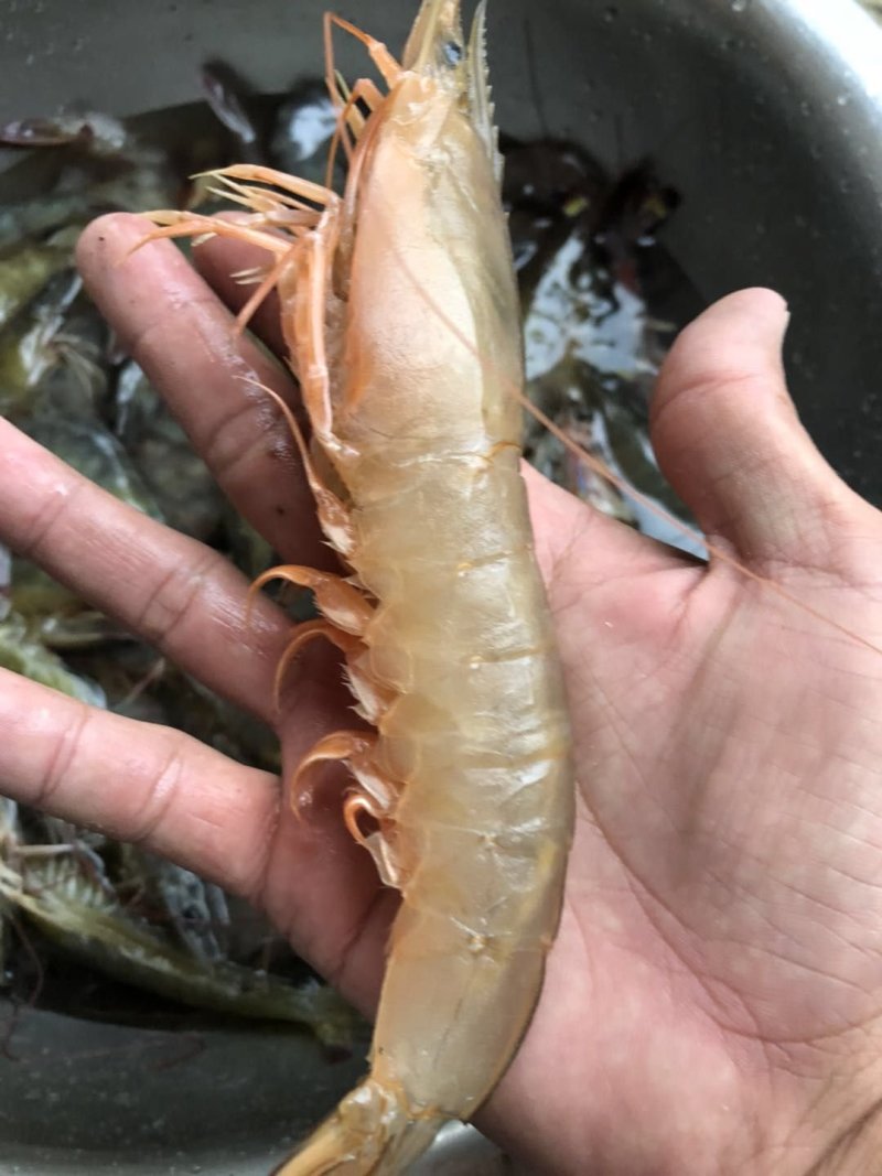 青虾.草虾苗，罗氏沼虾苗，河虾苗支持全国各地发货