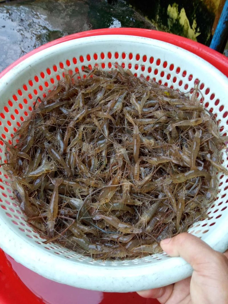 青虾.草虾苗，罗氏沼虾苗，河虾苗支持全国各地发货