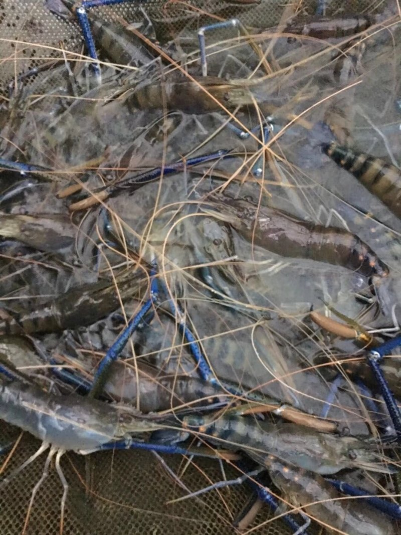 青虾.草虾苗，罗氏沼虾苗，河虾苗支持全国各地发货